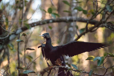 Female anhinga bird called anhinga anhinga and snakebird makes a nest as she prepares to lay eggs 