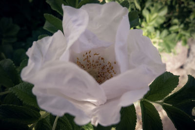 Close-up of white rose