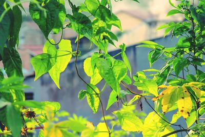 Close-up of leaves on plant