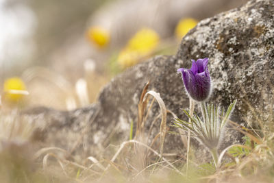 Close-up of purple crocus flowers on field