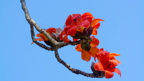 Low angle view of red flowering plant against clear blue sky