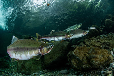 Fish swimming in sea