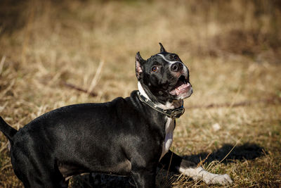 Close-up of pit bull terrier sitting on field
