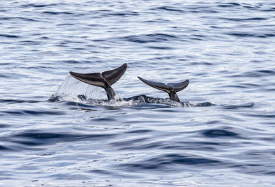 View of fish in sea