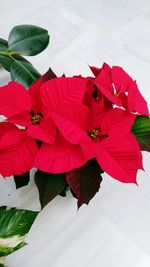 Close-up of red flowers