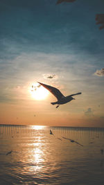 Seagulls flying over sea at sunset