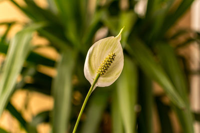 Close-up of peace lily blooming in yard