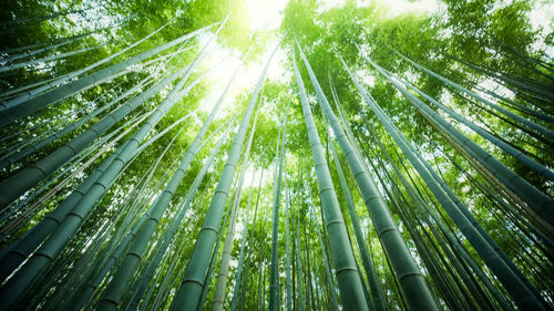 Low angle view of bamboo trees in forest