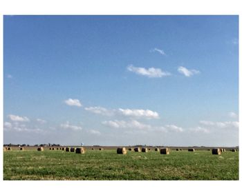 Sheep on field against sky