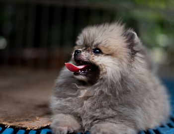 Close-up of dog sticking out tongue