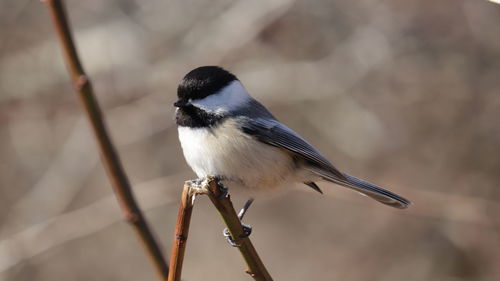 Close-up of bird perching on twig