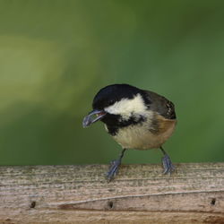 Close-up of bird perching on wood