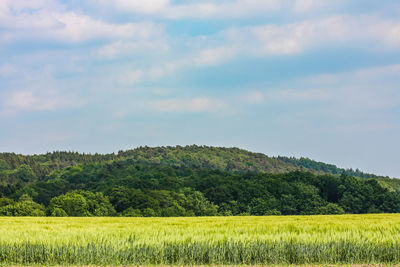 Scenic view of agricultural field against sky