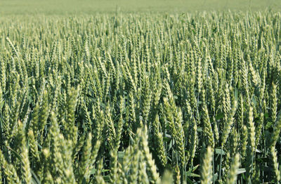 Crops growing on field