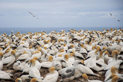 Flock of seagulls on beach