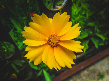 Close-up of yellow flower