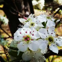 Close-up of white flowers