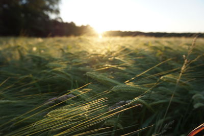 Close-up of wheat growing on field