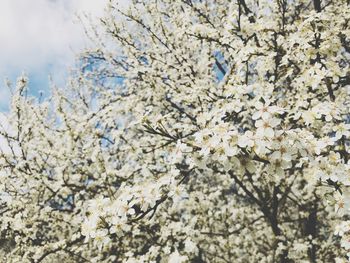 Low angle view of cherry blossom tree