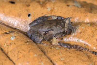 Close-up of insect