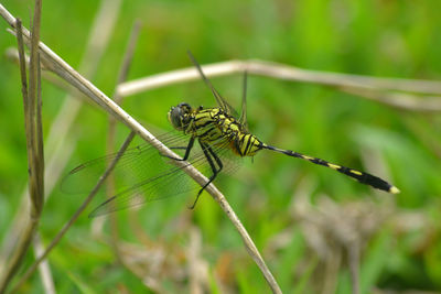 Close-up of dragonfly on plant