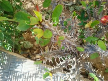 Close-up of plants