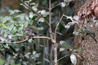 Close-up of branches against blurred background