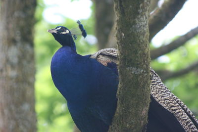 Close-up of bird perching on tree trunk