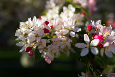 Close-up of cherry blossoms