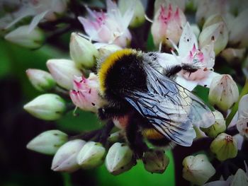 Close-up of bee pollinating flower