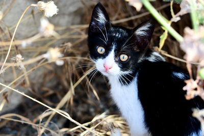 Close-up portrait of a cat