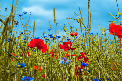 Close-up of red poppies on field against sky