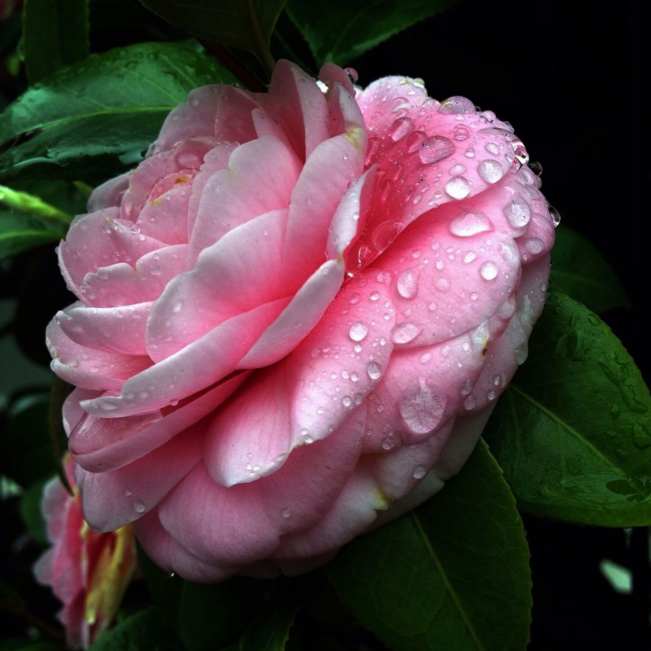 flower, freshness, petal, fragility, drop, flower head, growth, water, beauty in nature, wet, close-up, single flower, leaf, nature, blooming, plant, dew, pink color, focus on foreground, rose - flower