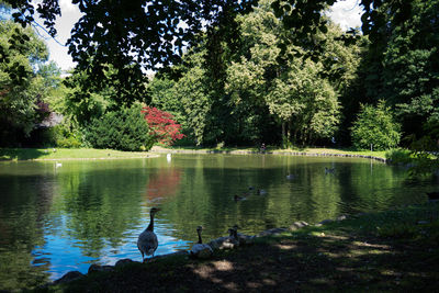 View of ducks swimming in lake