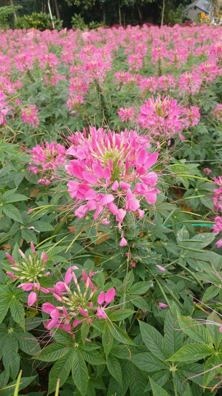 CLOSE-UP OF PINK FLOWER PLANT