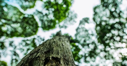 Low angle view of tree trunk