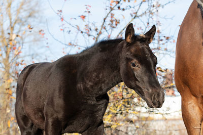 Horse standing on field