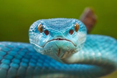 Blue insularis snake tree pit viper 