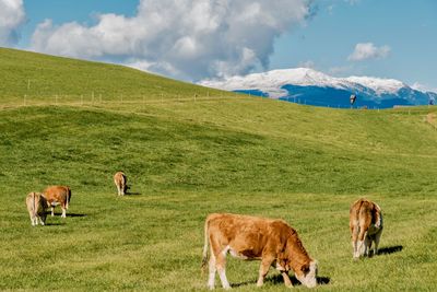 Cows grazing on field against sky