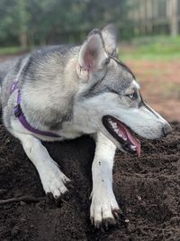 Close-up of a dog