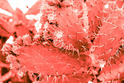 Close-up of red maple leaves on tree