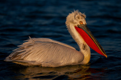 Close-up of pelican