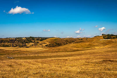 Yellow grass field with blue sky wallpaper left space for text 