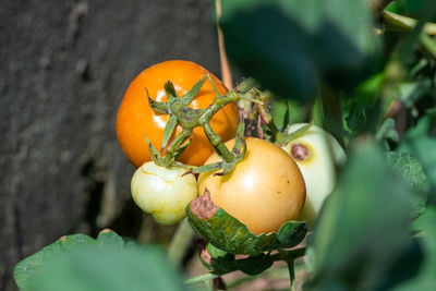 Close-up of fruits on plant