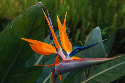 Close-up of orange flower blooming outdoors