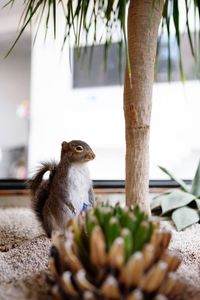 Squirrel sitting on tree