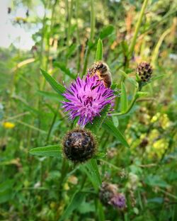 Close-up of honey bee on purple thistle flower