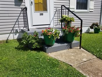 Potted plant on lawn of building