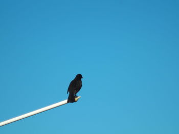 Low angle view of bird perching on clear blue sky