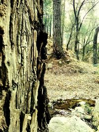 Close-up of tree trunk in forest